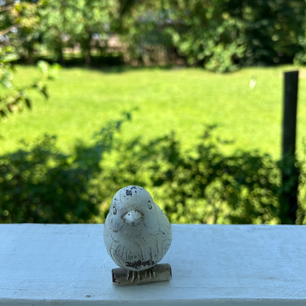 Bird - Picture 7 of 12